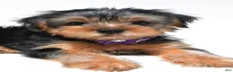Yorkshire Terrier dogs for sale: Blossom - Ad 8