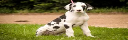 Great Dane dogs for sale: Joy - Ad 5