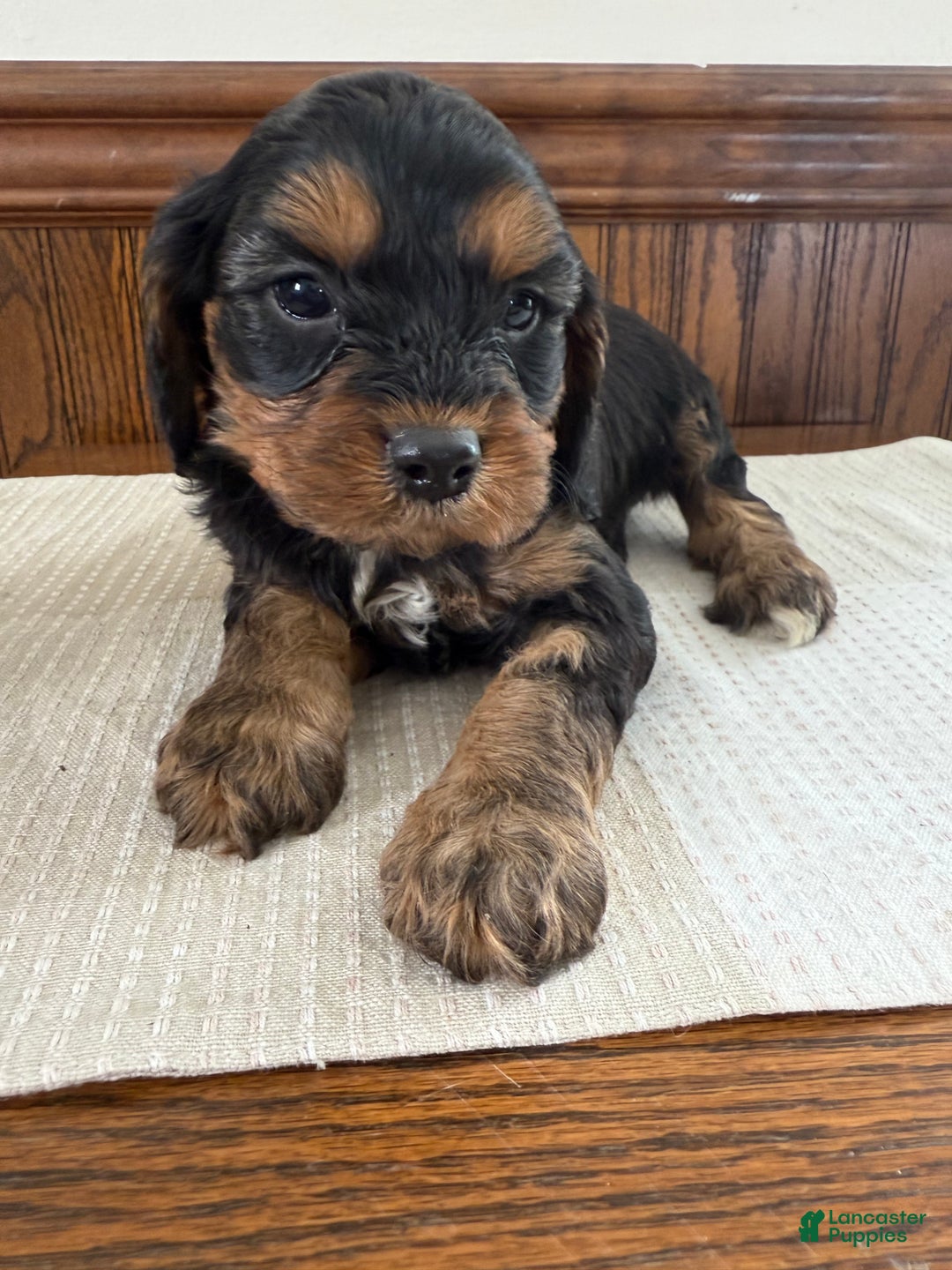 Cavapoo dogs for sale: Cavapoo Puppy 1 - Ad 1