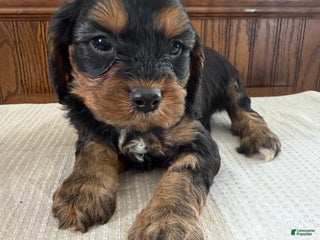 Cavapoo dogs Cavapoo Puppy 1 - Ad 24