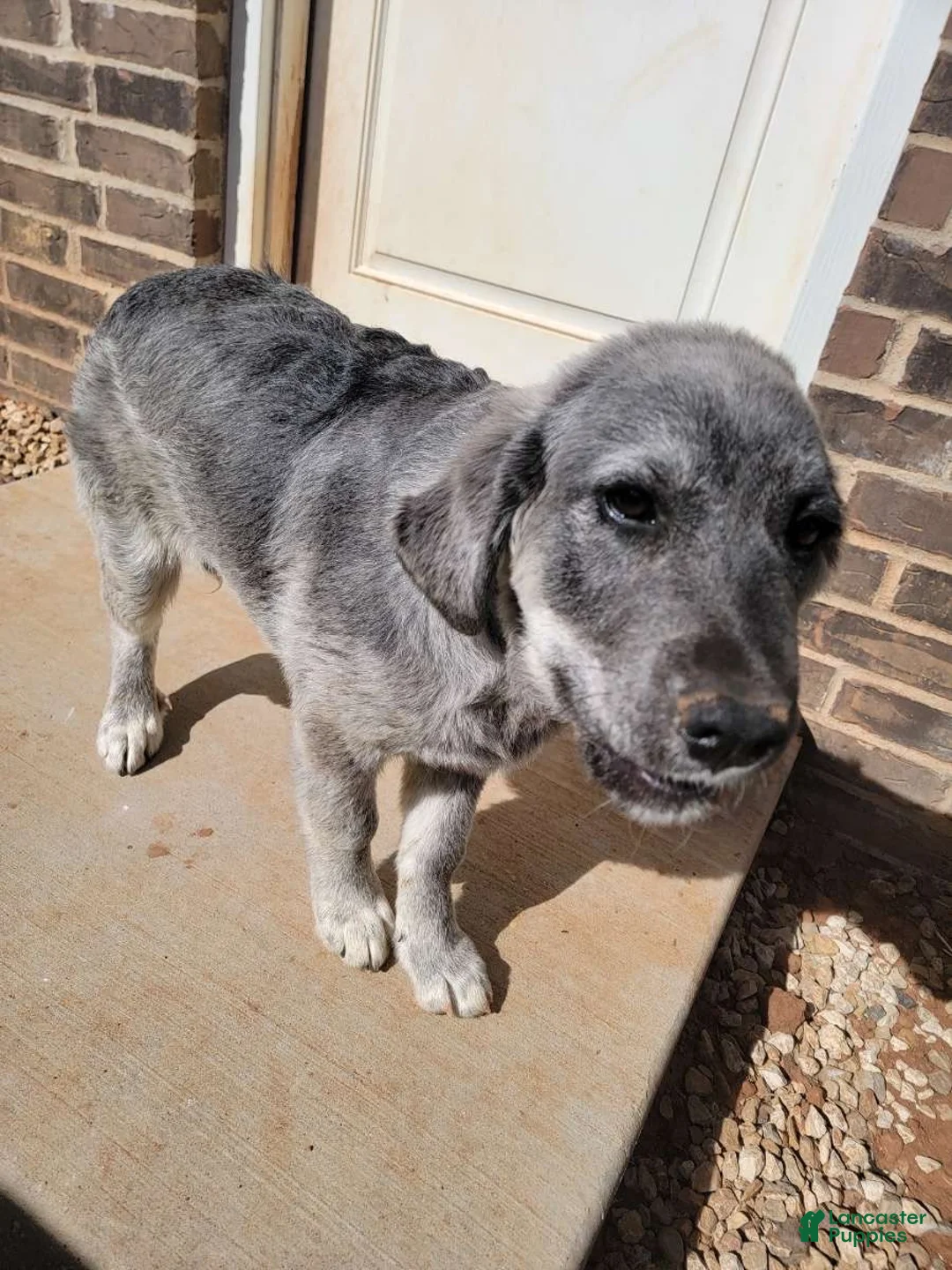 Mixed Breed dogs for sale: Mixed Breed Puppy 1 - Ad 2