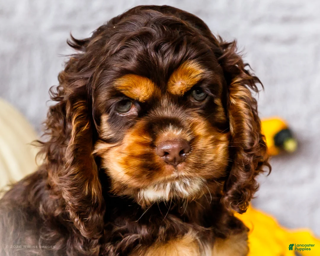 Cocker Spaniel dogs for sale: Polly - Ad 2