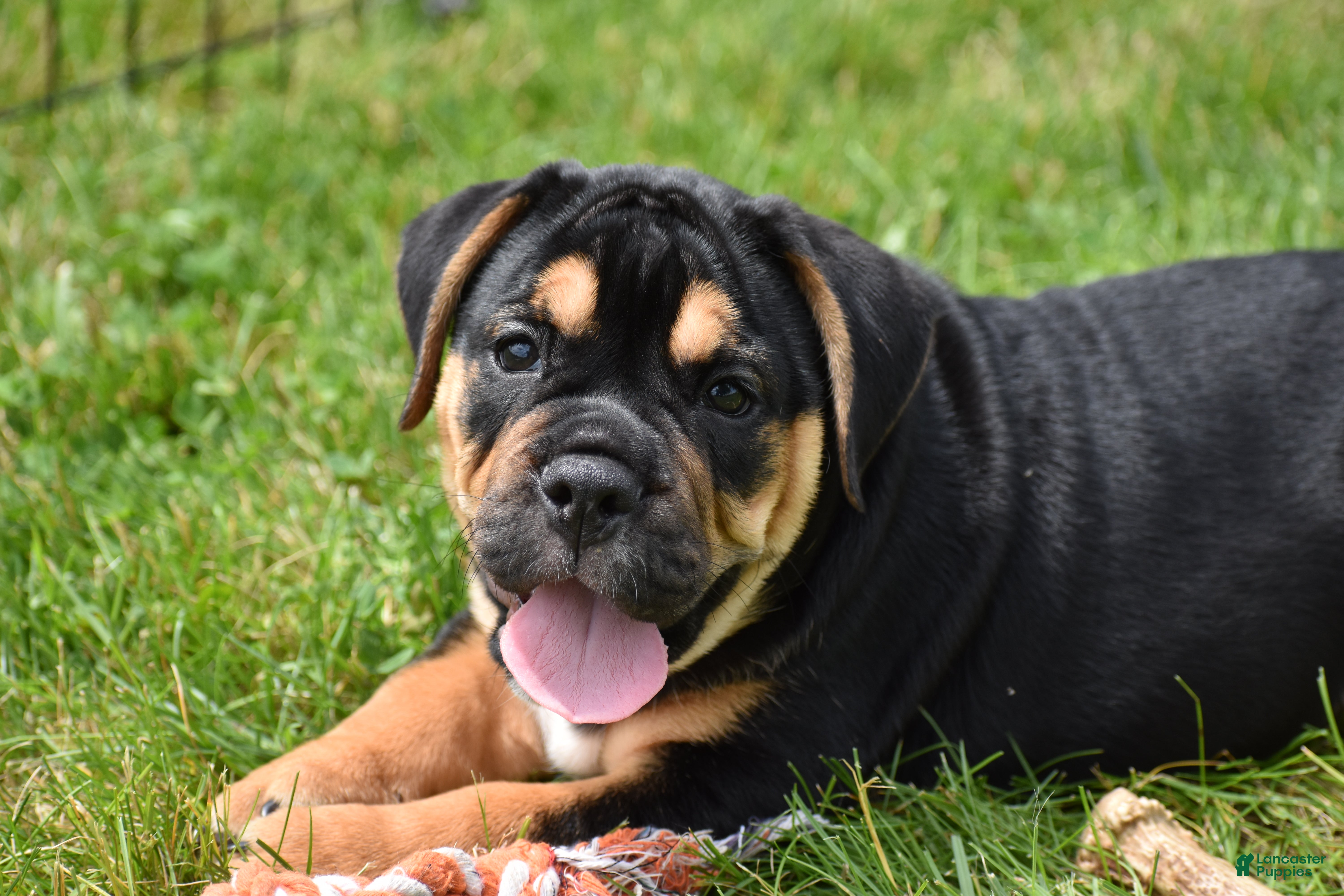 Beabull dogs Max - Ad 2