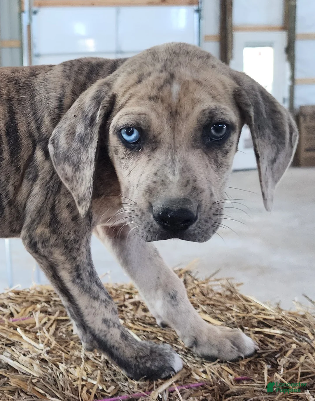 Catahoula Leopard Dog dogs for sale: Duchess 2026 Male 7 - Ad 1