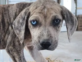 Catahoula Leopard Dog dogs Duchess 2026 Male 7 - Ad 5