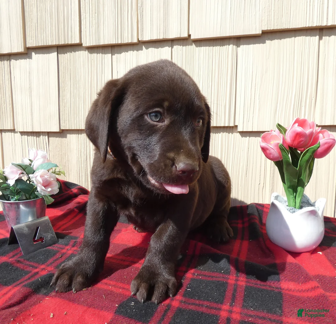 Labrador Retriever dogs for sale: Labrador Retriever Puppy 5 Kodiak - Ad 1