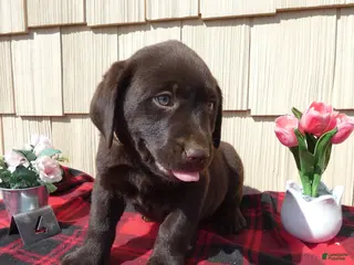 Labrador Retriever dogs for sale: Labrador Retriever Puppy 5 Kodiak - Ad 2