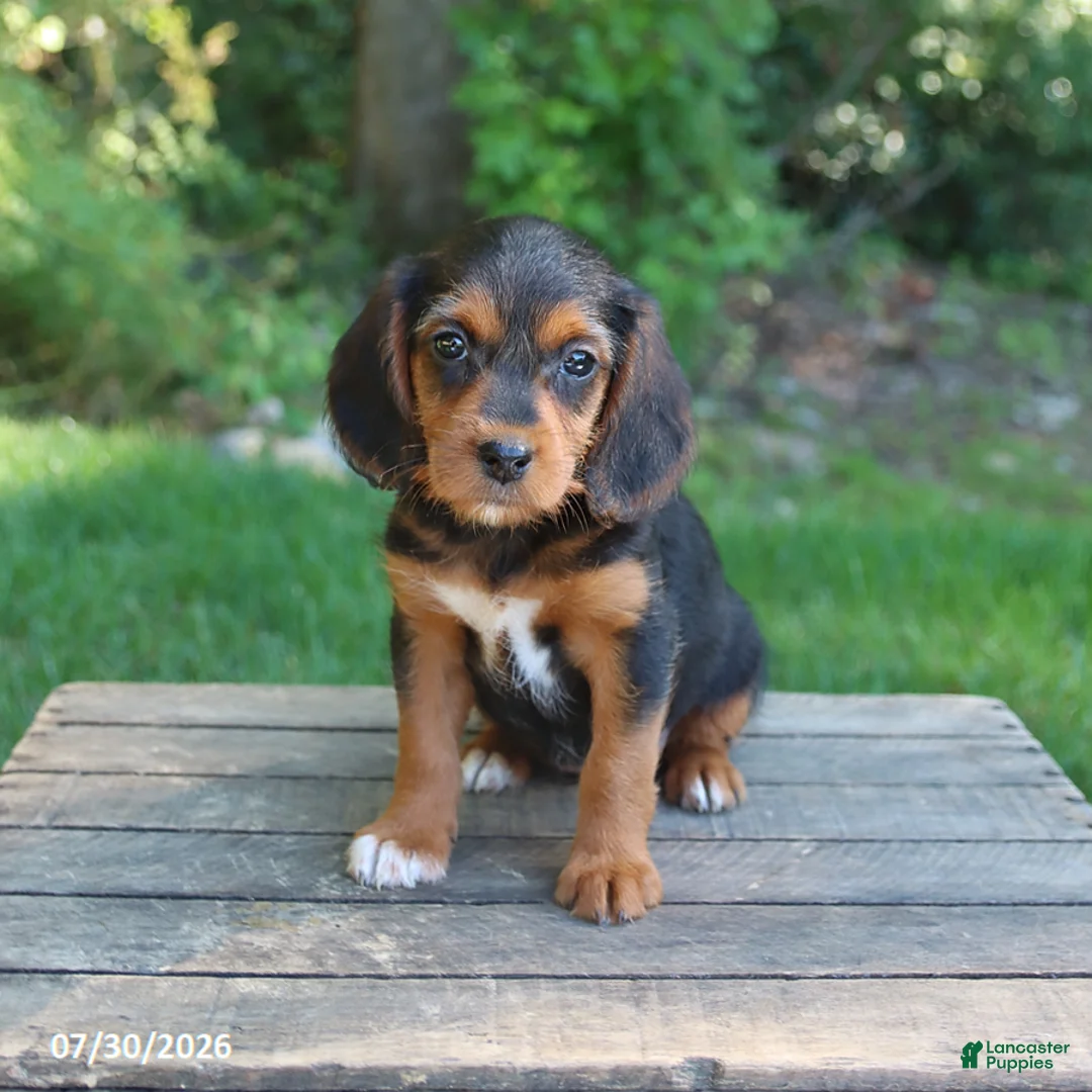 Mixed Breed dogs for sale: Wendy - Ad 1
