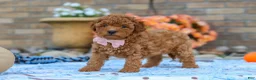 Cavapoo dogs for sale: Fletcher - Ad 5