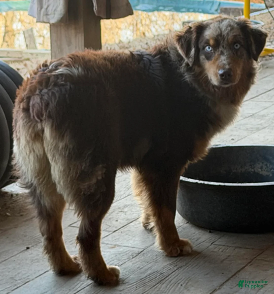 Australian Shepherd dogs for sale: Bo and Reece - Ad 2