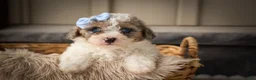 Miniature Poodle dogs for sale: Juno🦴  - Ad 1