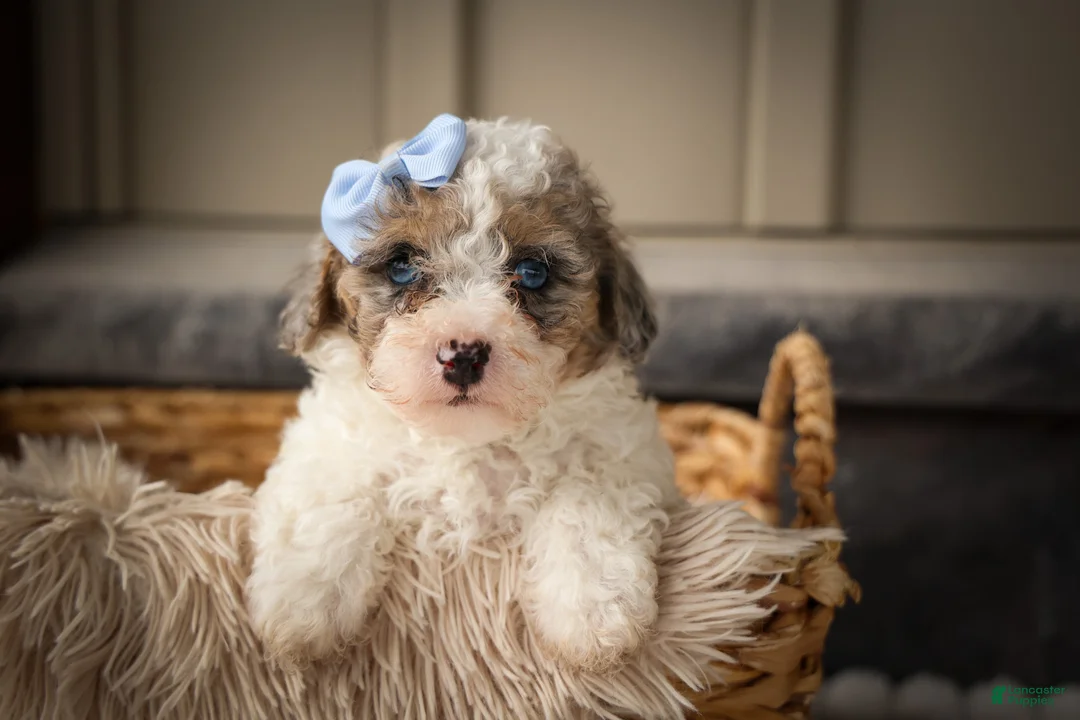 Miniature Poodle dogs for sale: Juno🦴  - Ad 1