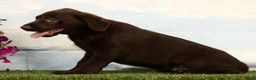 Labrador Retriever dogs for sale: Mocha - Ad 5