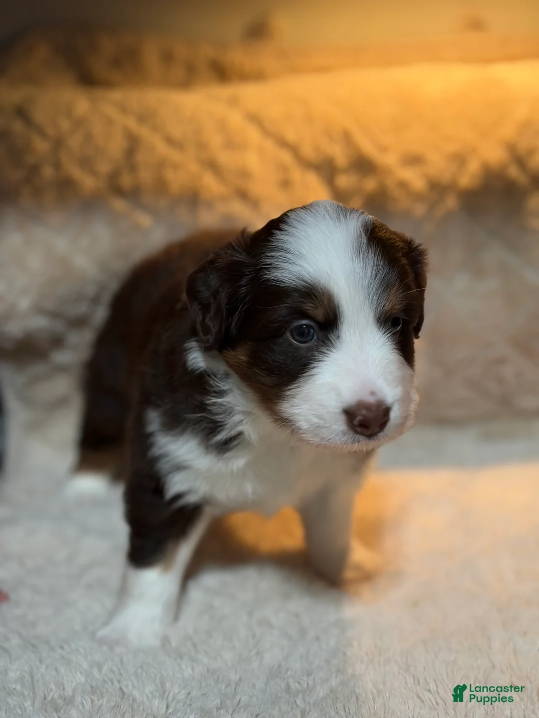 Australian Shepherd dogs for sale: Australian Shepherd 2 - Ad 2