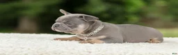 French Bulldog dogs for sale: Dallas - Ad 14
