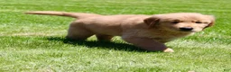 Golden Retriever dogs for sale: Ollie - Ad 4