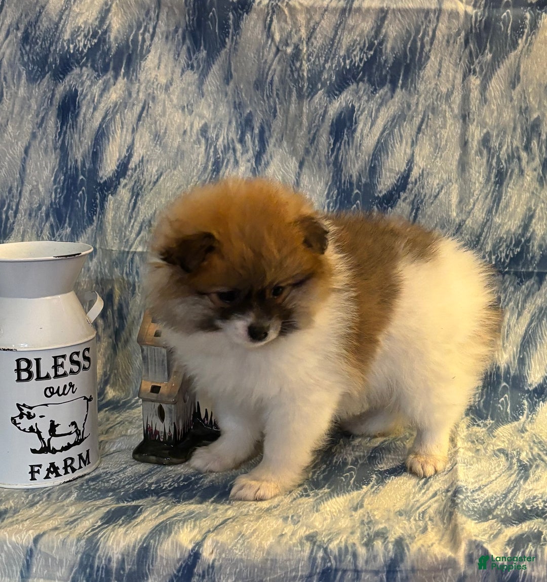 Pomeranian dogs for sale: Sam - Ad 2