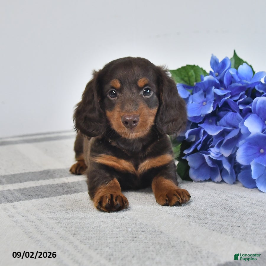 Miniature Dachshund dogs Balto - Ad 1