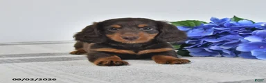 Balto