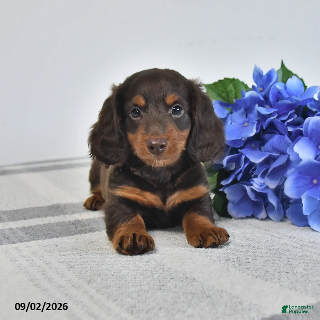 Miniature Dachshund dogs for sale: Balto - Ad 1