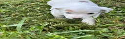Jack Russell Terrier dogs for sale: Girl 2 - Ad 5