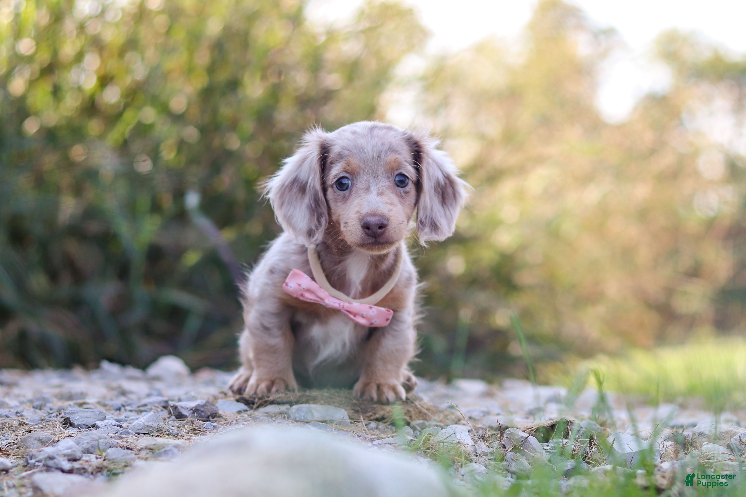 Dachshund dogs Autumn - Ad 1