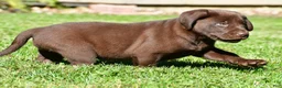 Labrador Retriever dogs for sale: Jackson - Ad 10