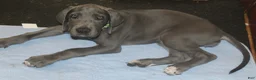 Great Dane dogs for sale: Diamond - Ad 8