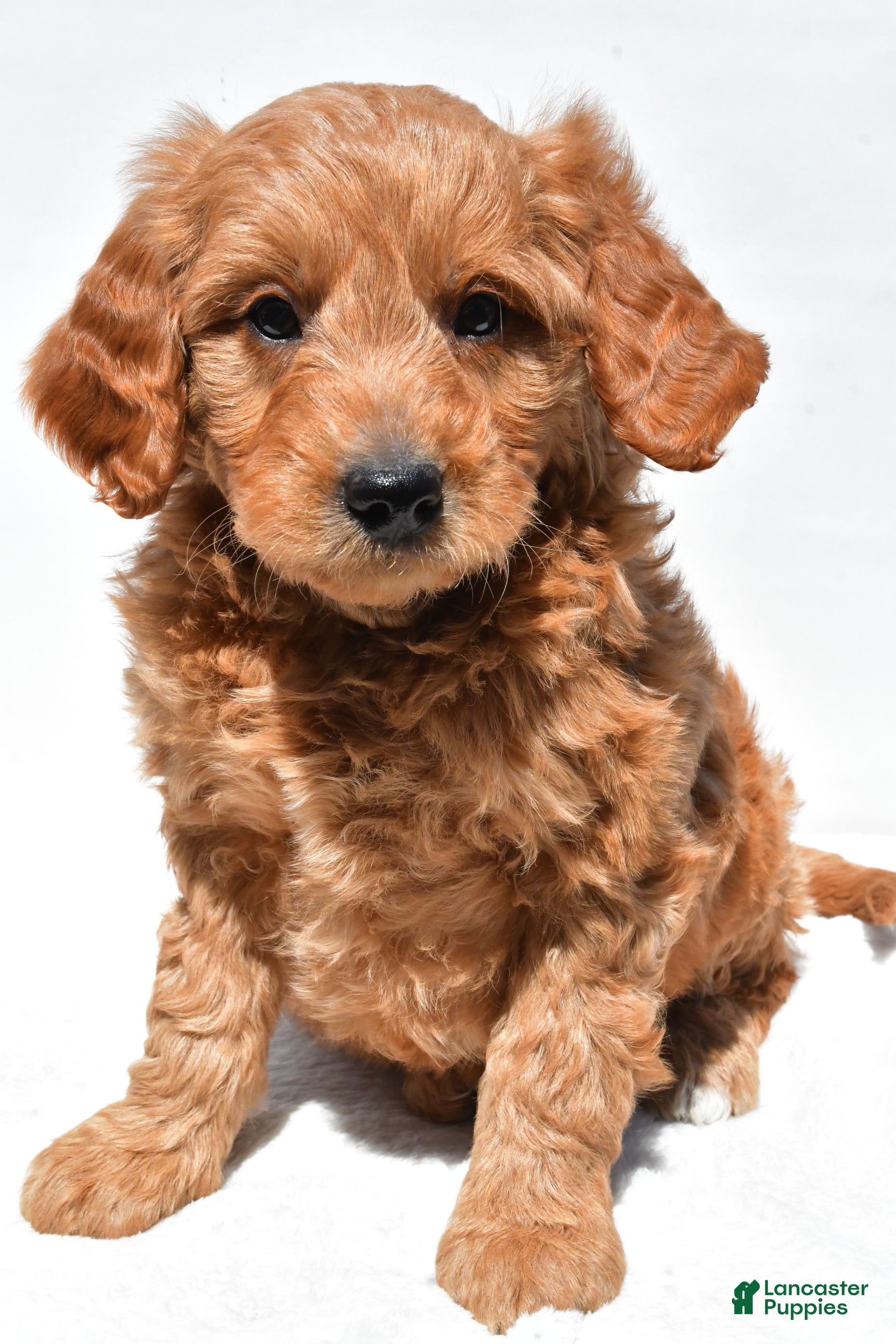 Mini Goldendoodle dogs Asher - Ad 2