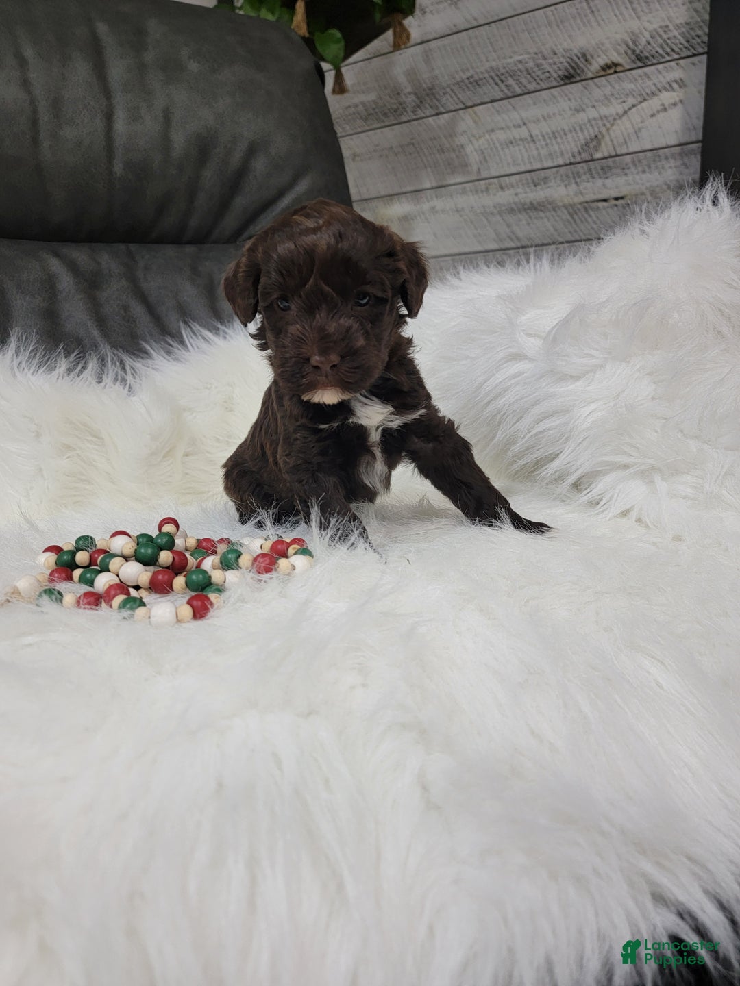 Portuguese Water Dog dogs for sale: Prince - Ad 5