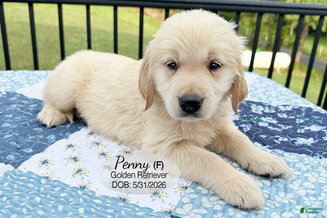Golden Retriever dogs for sale: Penny - Ad 1