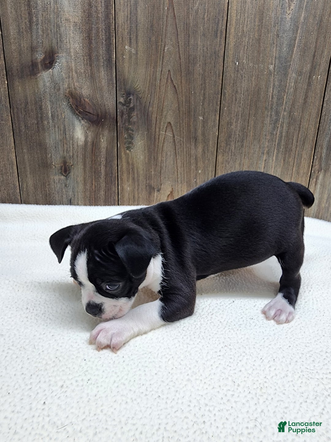 Boston Terrier dogs for sale: Boston Terrier Puppy 6 - Ad 4