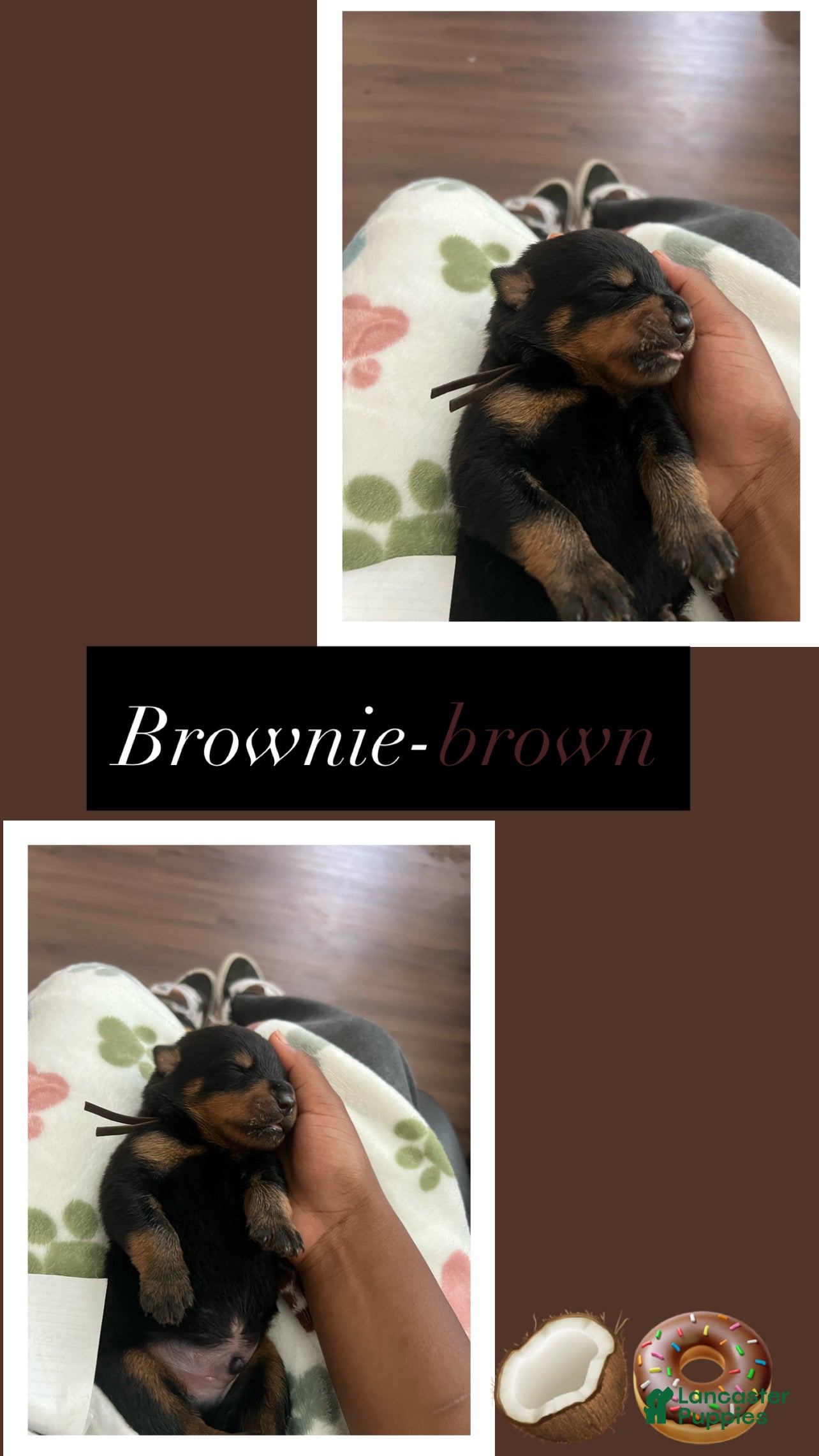Rottweiler dogs Brownie - Ad 4
