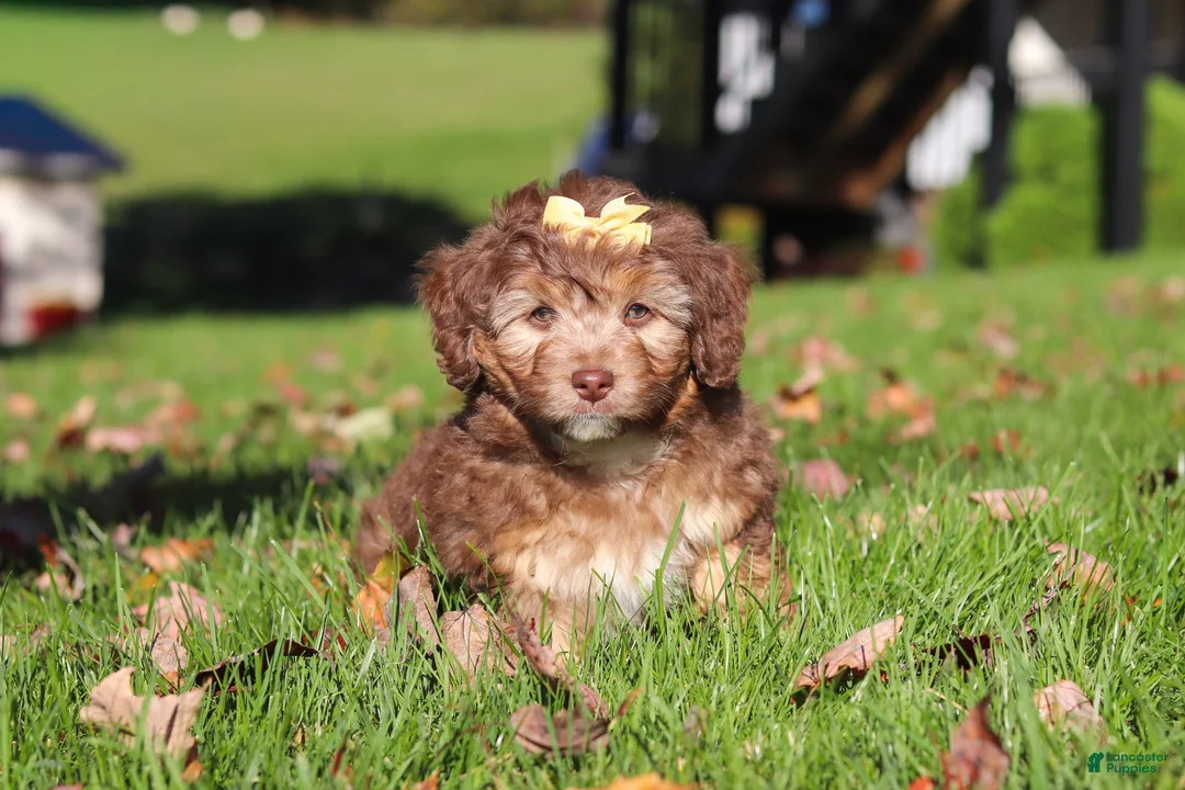 Mini Aussiedoodle dogs for sale: Maggie - Ad 2