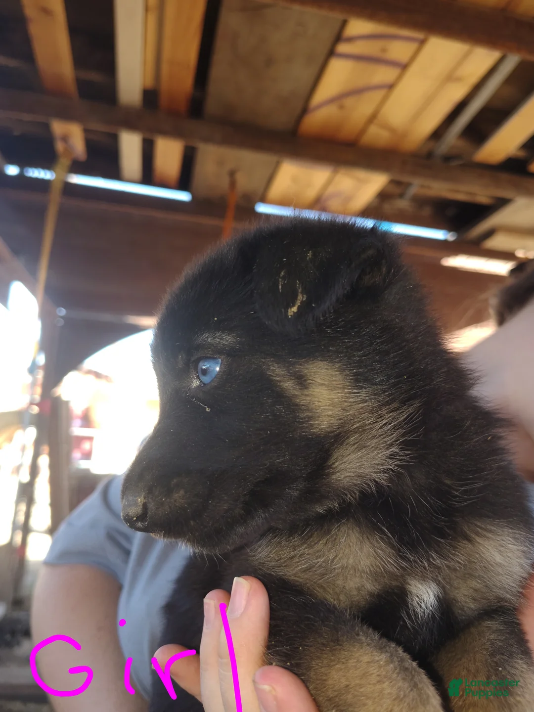 Mixed Breed dogs for sale: Mixed Breed 8 - Ad 1