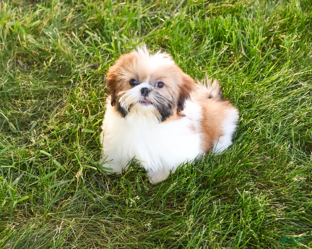 Shih Tzu dogs for sale: Flower  - Ad 2
