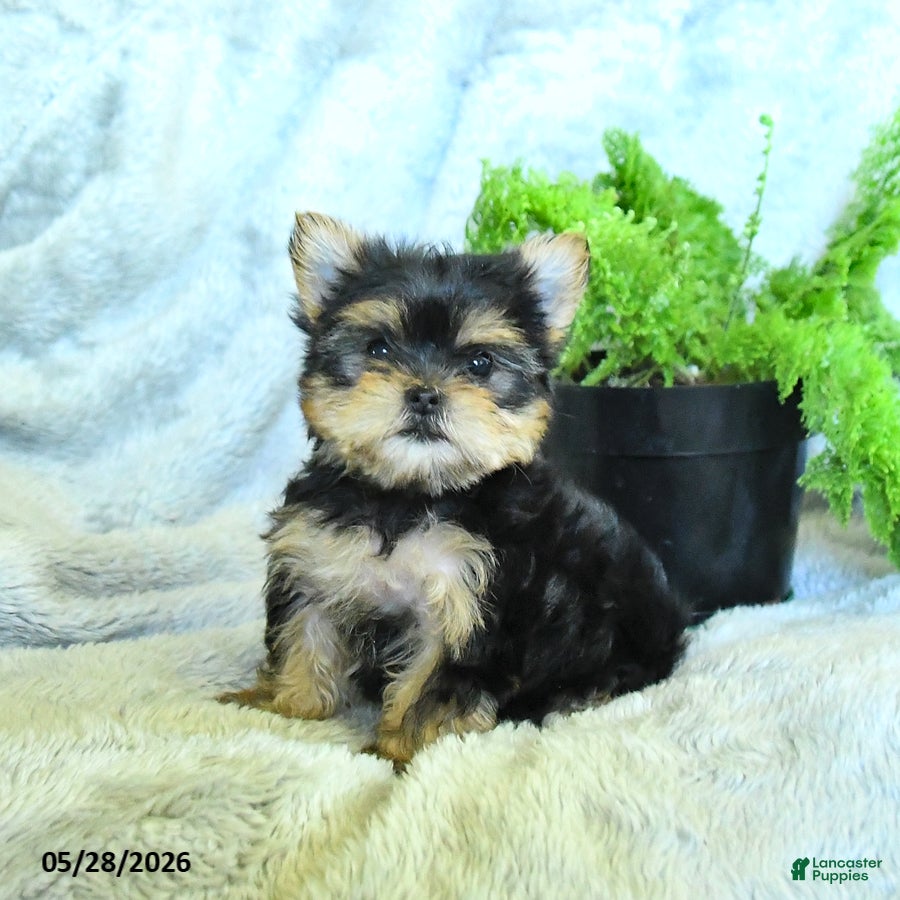 Yorkshire Terrier dogs Sadie - Ad 2