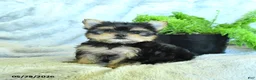 Yorkshire Terrier dogs for sale: Sadie - Ad 2