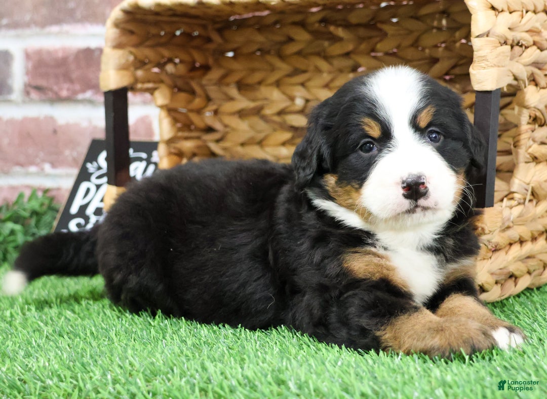 Bernese Mountain Dog dogs for sale: Ornament  - Ad 8
