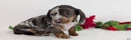 Miniature Dachshund dogs for sale: Xander  - Ad 9
