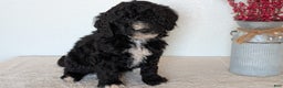 Mini Bernedoodle dogs for sale: Victor - Ad 7