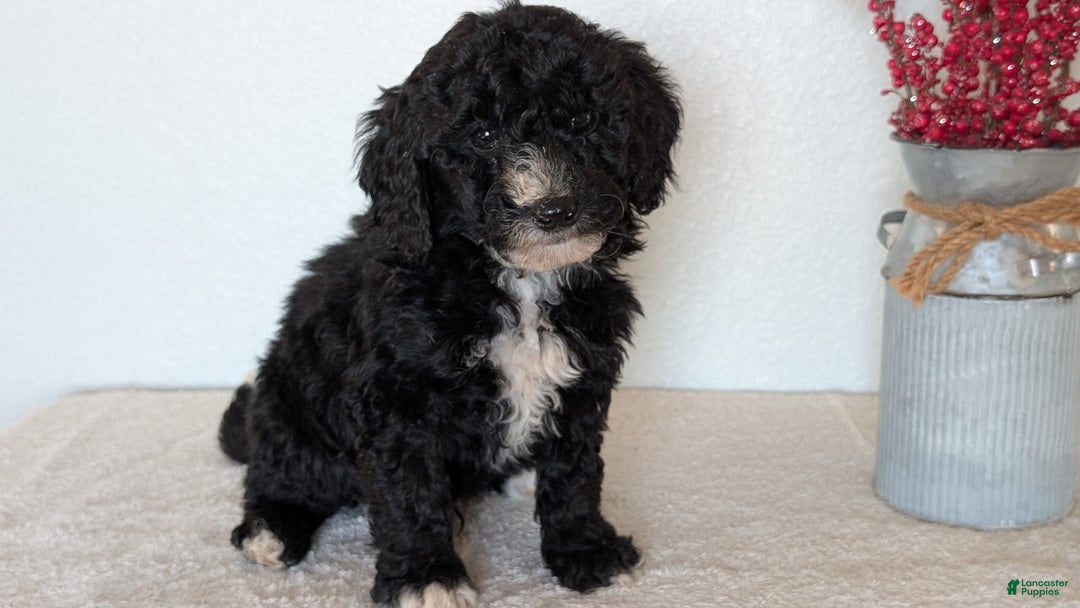 Mini Bernedoodle dogs for sale: Victor - Ad 7