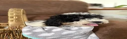 Cavapoochon dogs for sale: Alex - Ad 5