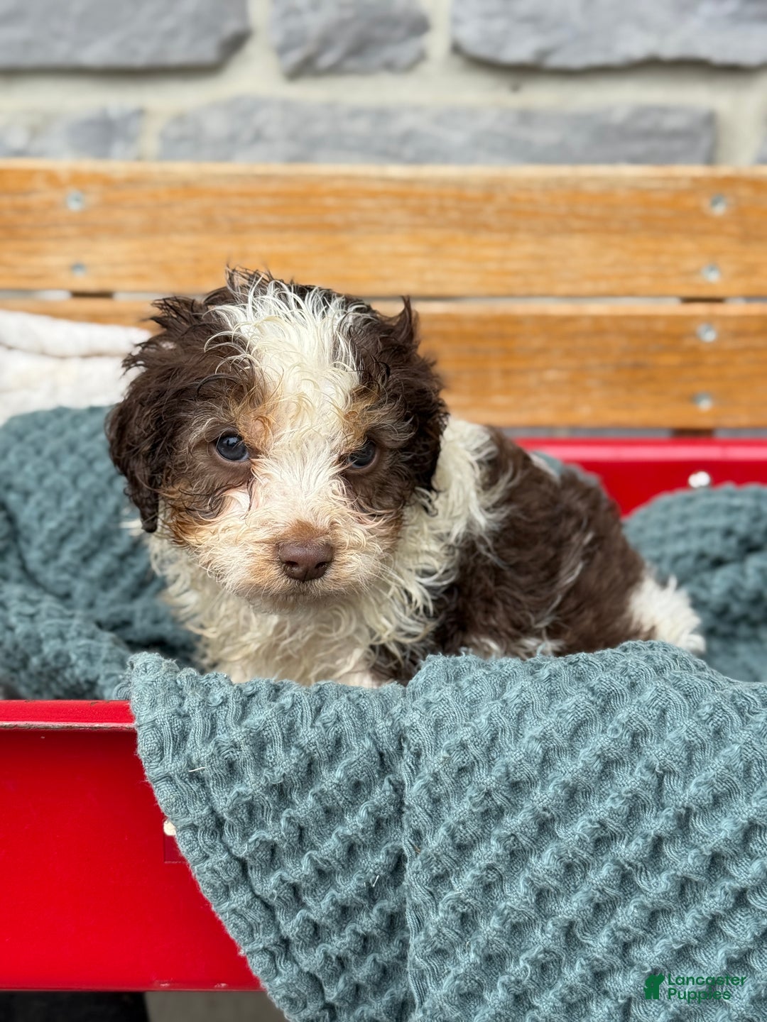 Cavapoo dogs for sale: Arlo - Ad 61