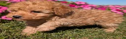 Toy Poodle dogs for sale: Toy Poodle 4 - Ad 6