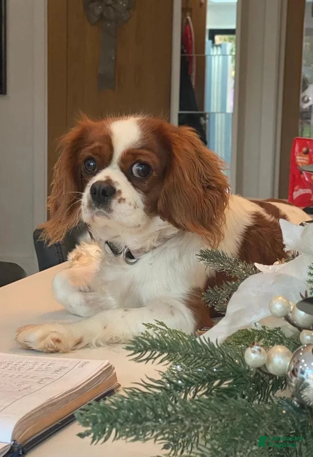 Cavapoo dogs for sale: Kenny - Ad 4