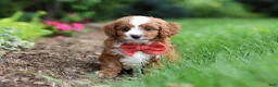Cavapoo dogs for sale: Champ - Ad 7