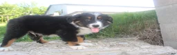 Australian Shepherd dogs for sale: Australian Shepherd Puppy 1 - Ad 4