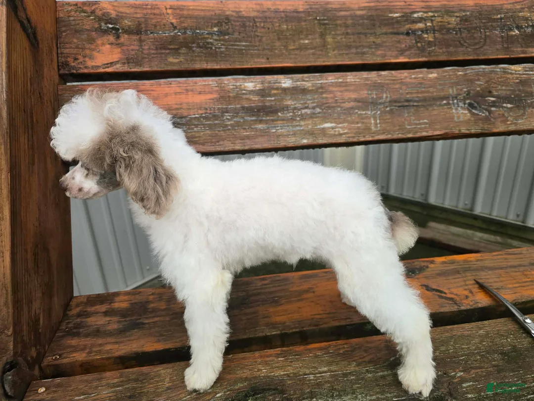 Miniature Poodle dogs for sale: Miniature Poodle 2 - Ad 2