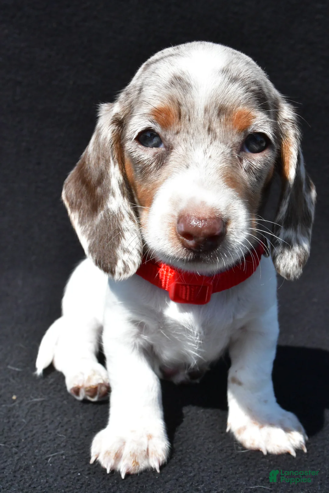 Miniature Dachshund dogs for sale: Dante - Ad 2